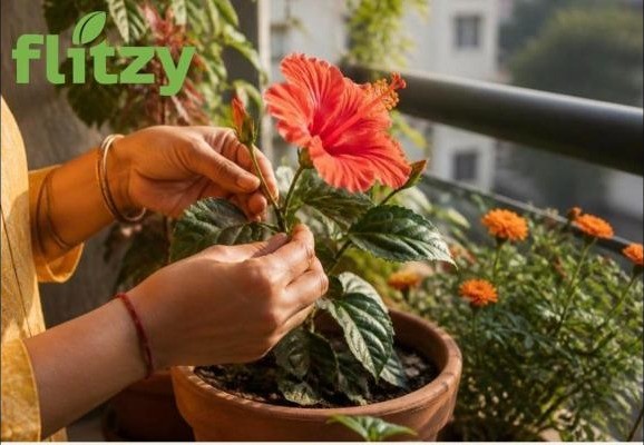 Potting a hibiscus on a balcony with Flitzy Balcony Magic Mix