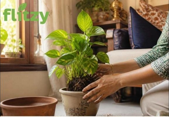 Potting a money plant indoors with Flitzy Indoor Magic Mix